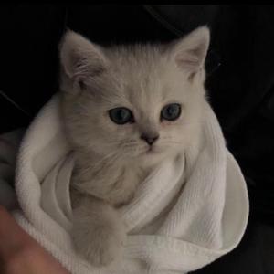 东京热高清无码系列
